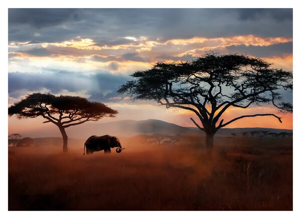 Staklena slika - Nacionalni park Serengeti, Tanzanija, Afrika (70x50 cm)