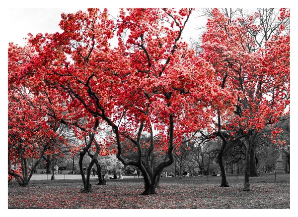 Staklena slika - Rdeča drevesa, Central Park, New York (70x50 cm)