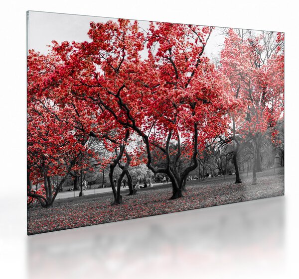 Staklena slika - Rdeča drevesa, Central Park, New York (70x50 cm)