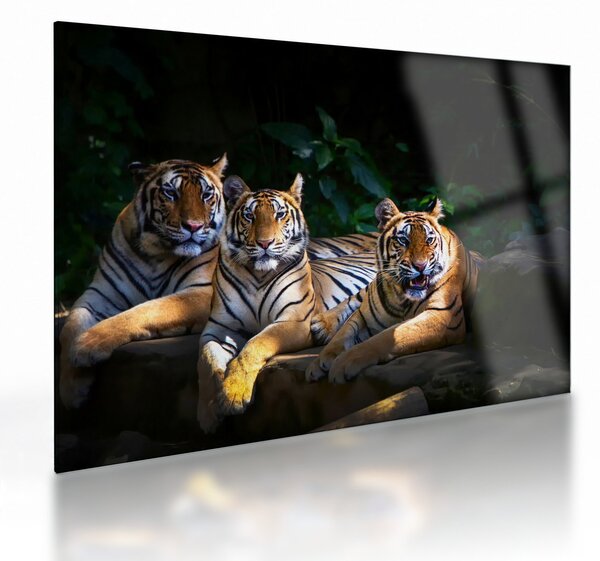 Staklena slika - Tiger bratje (70x50 cm)
