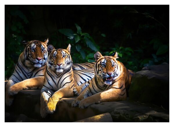Staklena slika - Tiger bratje (70x50 cm)