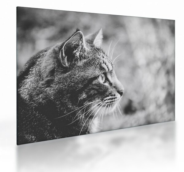 Staklena slika - Mačka (70x50 cm)