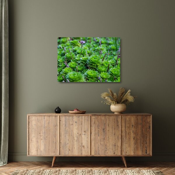 Staklena slika sukulenata (70x50 cm)