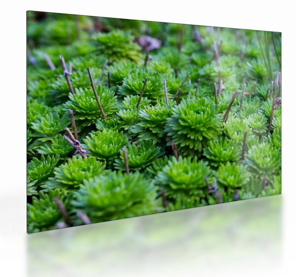 Staklena slika sukulenata (70x50 cm)