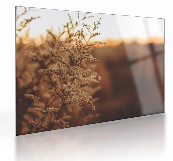 Staklena slika trave koja cvate (70x50 cm)
