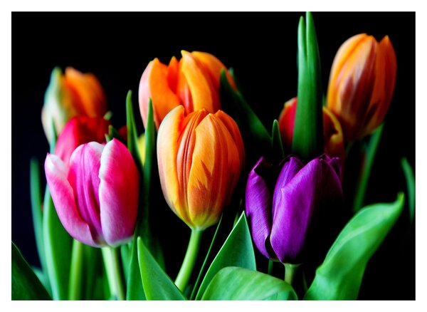 Staklena slika tulipana na crnoj pozadini (70x50 cm)