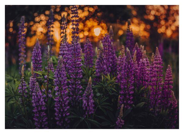 Staklena slika cvjetova lupine (70x50 cm)