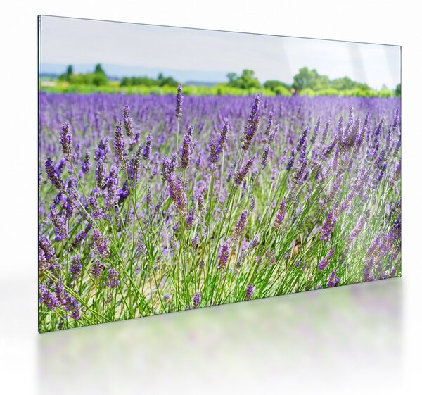 Staklena slika polja s lavandom (70x50 cm)
