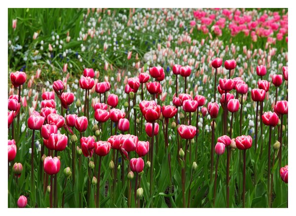 Staklena slika tulipana (70x50 cm)