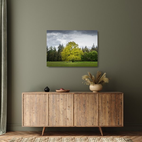 Staklena slika zelenog stabla usred polja (70x50 cm)