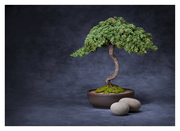 Staklena slika - Bonsai (70x50 cm)