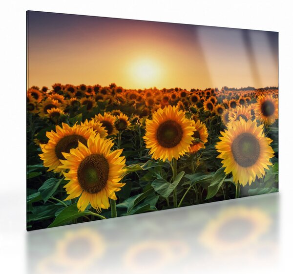 Staklena slika - Suncokret (70x50 cm)