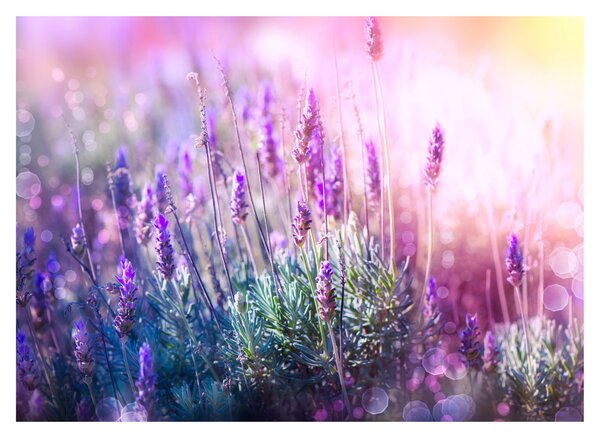 Staklena slika - Lavanda u sjaju sunca (70x50 cm)
