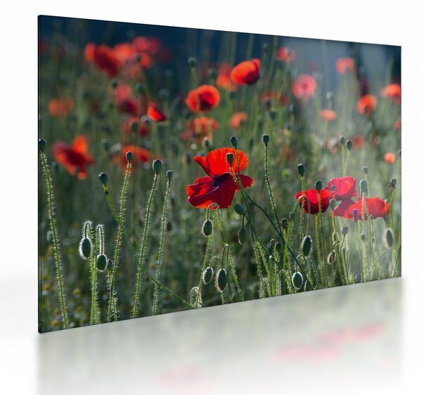 Staklena slika - Livada s makom (70x50 cm)