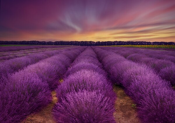 Umjetnička fotografija Lavender field, Nikki Georgieva V, (40 x 26.7 cm)