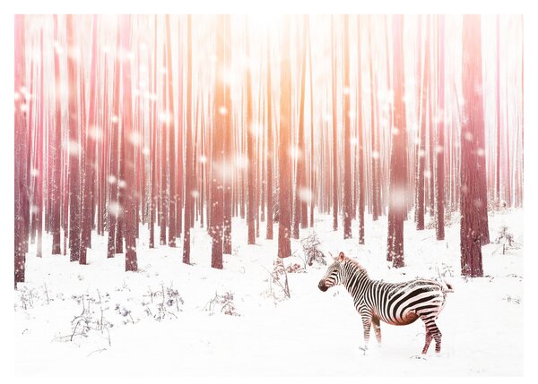 Staklena slika - Zebra u snježnoj šumi (70x50 cm)