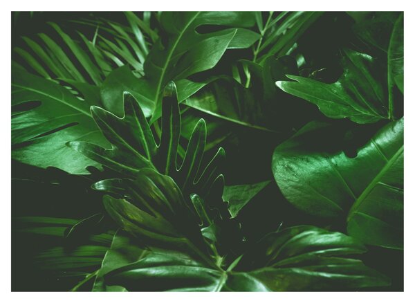 Staklena slika - Lišće palme (70x50 cm)