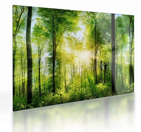 Staklena slika - Zora u šumi (70x50 cm)