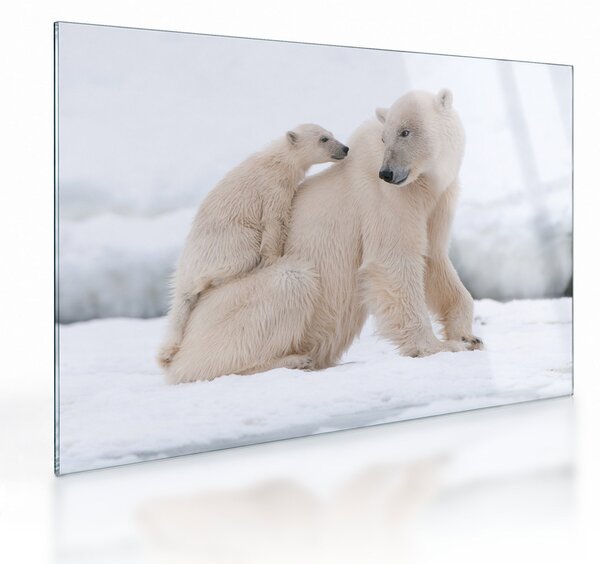 Staklena slika - Polarni medvjedi (70x50 cm)