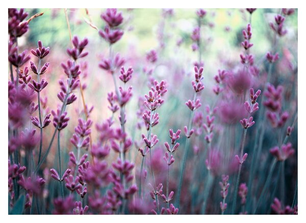 Staklena slika - Lavanda (70x50 cm)
