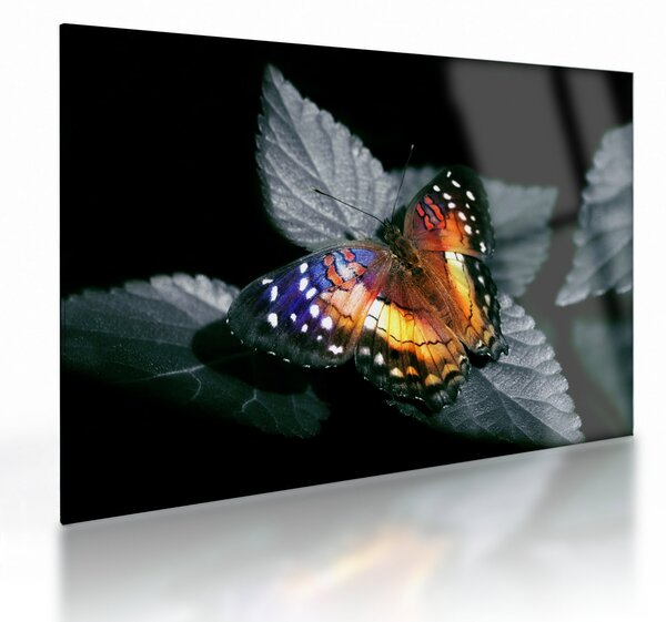 Staklena slika leptira (70x50 cm)