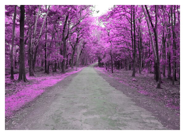 Staklena slika - Put kroz park (70x50 cm)