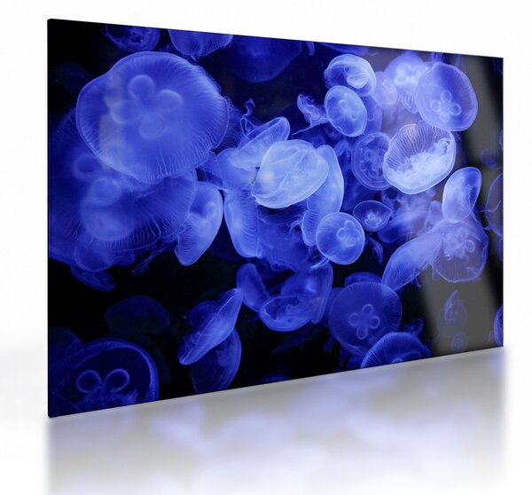 Staklena slika - Meduze (70x50 cm)