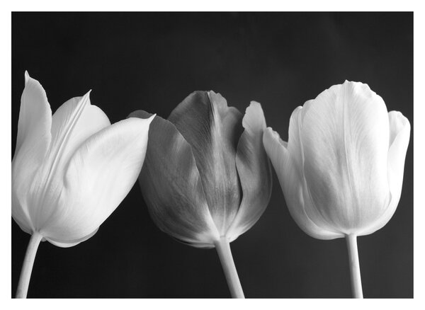 Staklena slika - Crno-bijeli cvjetovi tulipana (70x50 cm)