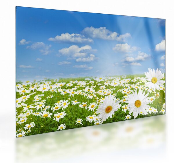 Staklena slika procvjetale livade s tratinčicama (70x50 cm)