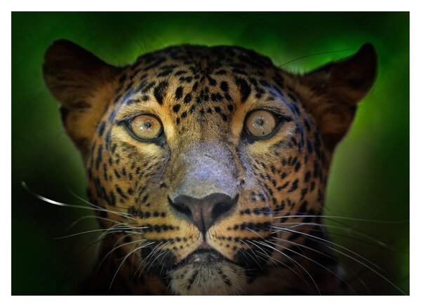 Staklena slika - Portret leoparda, Šri Lanka (70x50 cm)