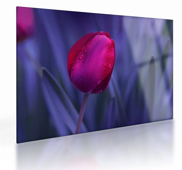 Staklena slika pupoljka tulipana (70x50 cm)