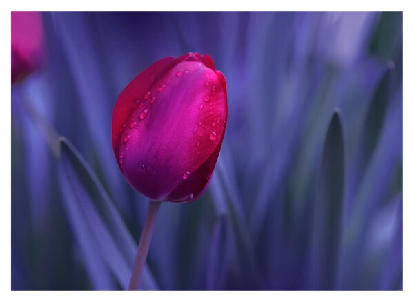 Staklena slika pupoljka tulipana (70x50 cm)
