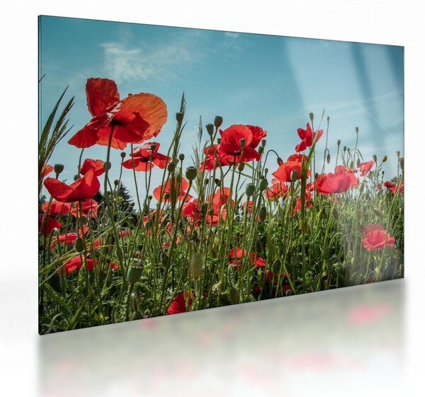 Staklena slika - Na polju makova (70x50 cm)