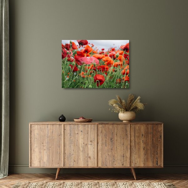 Staklena slika polja maka (70x50 cm)
