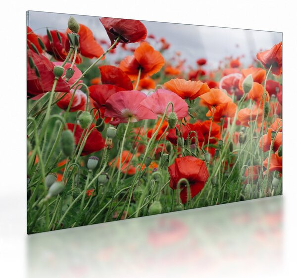 Staklena slika polja maka (70x50 cm)