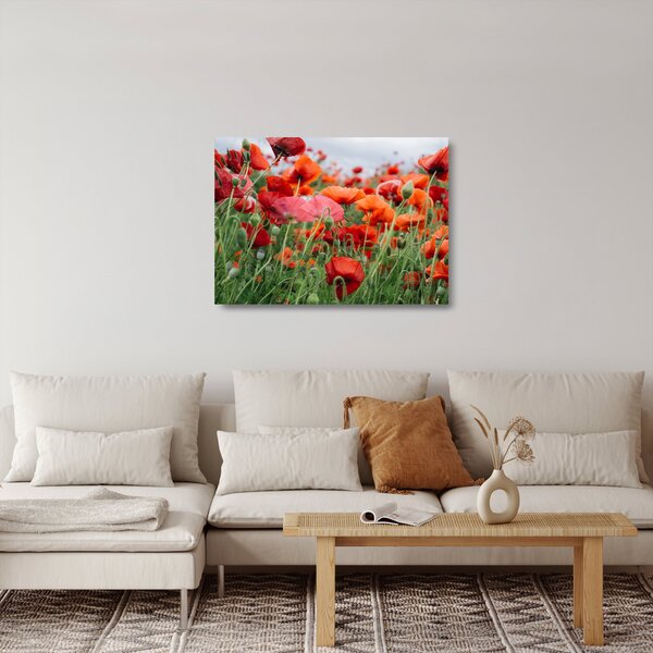 Staklena slika polja maka (70x50 cm)