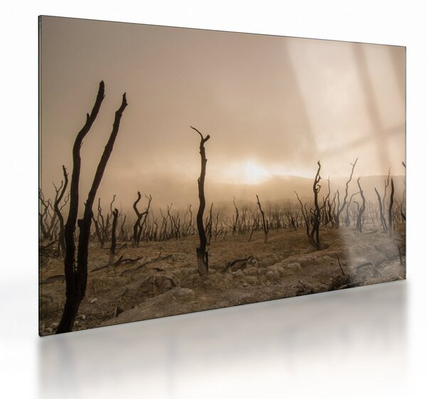 Staklena slika - gola stabla (70x50 cm)