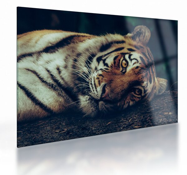 Staklena slika - Sibirski tigar (70x50 cm)