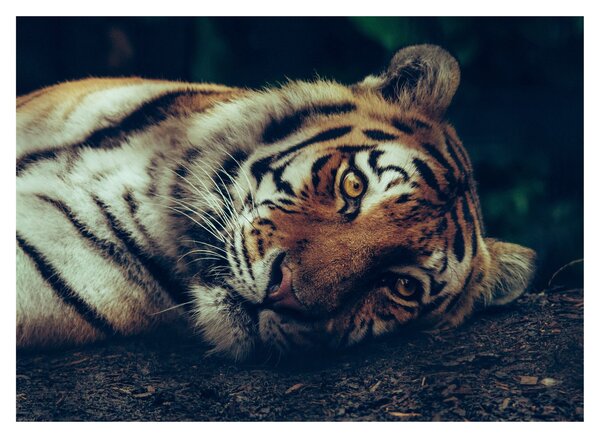 Staklena slika - Sibirski tigar (70x50 cm)