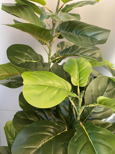 Ficus Lyrata 170 cm (super saver) - 151 - 180 cm