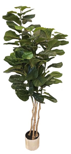 Ficus Lyrata 170 cm (super saver) - 151 - 180 cm