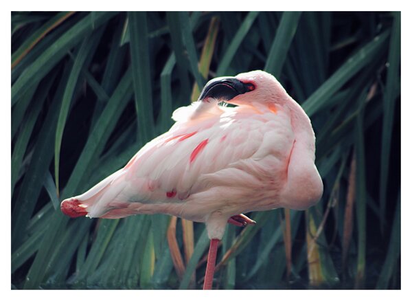 Staklena slika - Flamingo (70x50 cm)