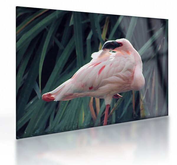 Staklena slika - Flamingo (70x50 cm)