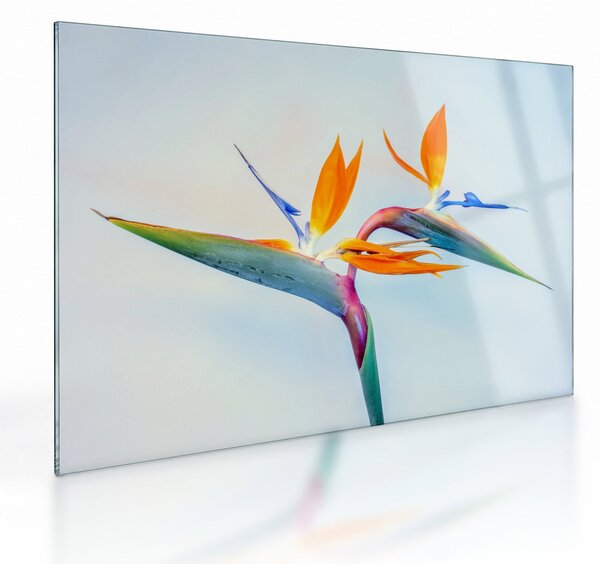 Staklena slika cvijeta Strelicije (70x50 cm)