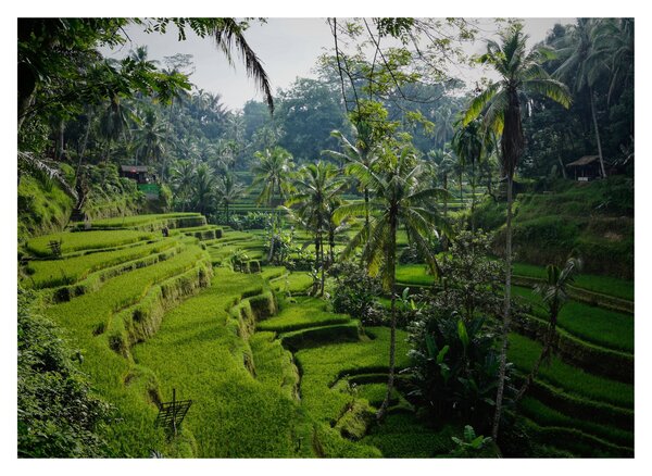 Staklena slika rižinih terasa Tegalalang, Bali (70x50 cm)