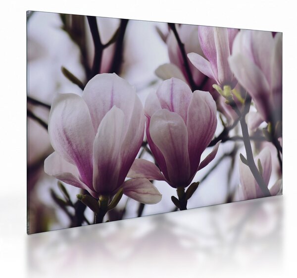 Staklena slika - Magnolija (70x50 cm)