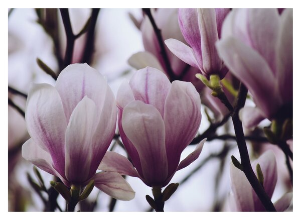 Staklena slika - Magnolija (70x50 cm)