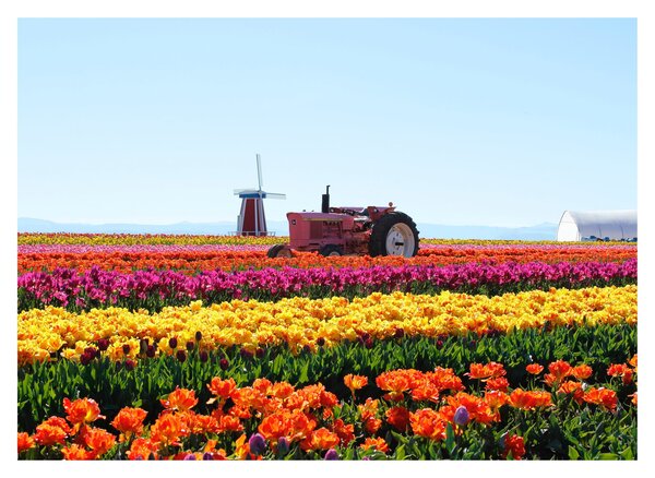 Staklena slika farme tulipana (70x50 cm)