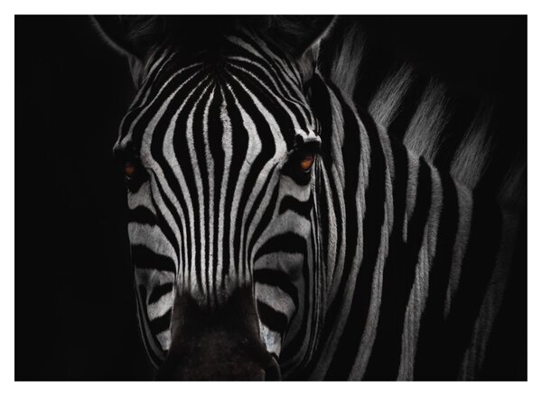 Staklena slika zebre (70x50 cm)