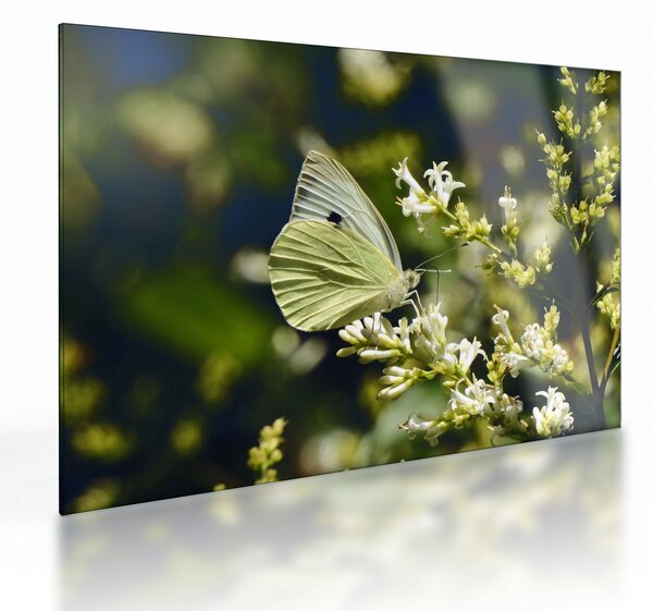 Staklena slika leptira (70x50 cm)